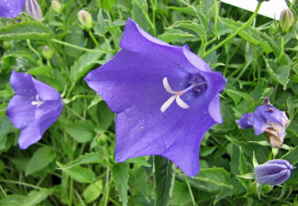 Karpaten-Glockenblume (Campanula carpatica) – im Garten, Pflanzenfoto