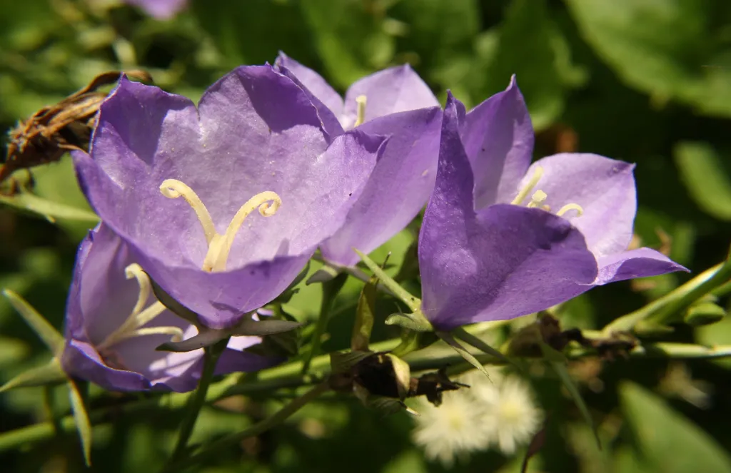 Karpaten-Glockenblume (Campanula carpatica) – am natürlichen Standort, Pflanzenfoto