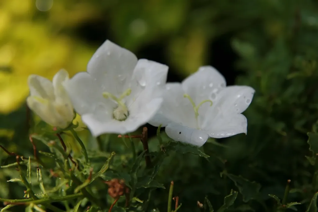 Karpaten-Glockenblume 'Weiße Clips' (Campanula carpatica 'White Clips') – im Garten, Pflanzenfoto