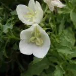 White Clips (Campanula carpatica ‘White Clips’) (Campanula carpatica 'White Clips')