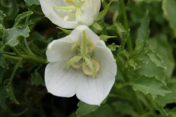 Campanula carpatica 'White Clips'
