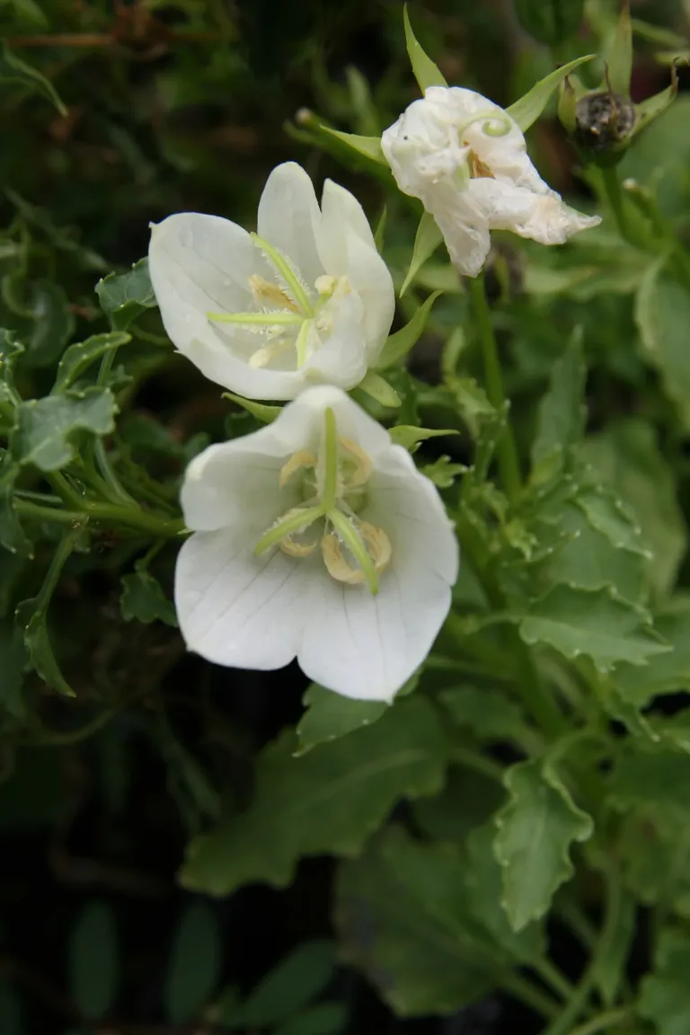 Campanula carpatica 'White Clips'