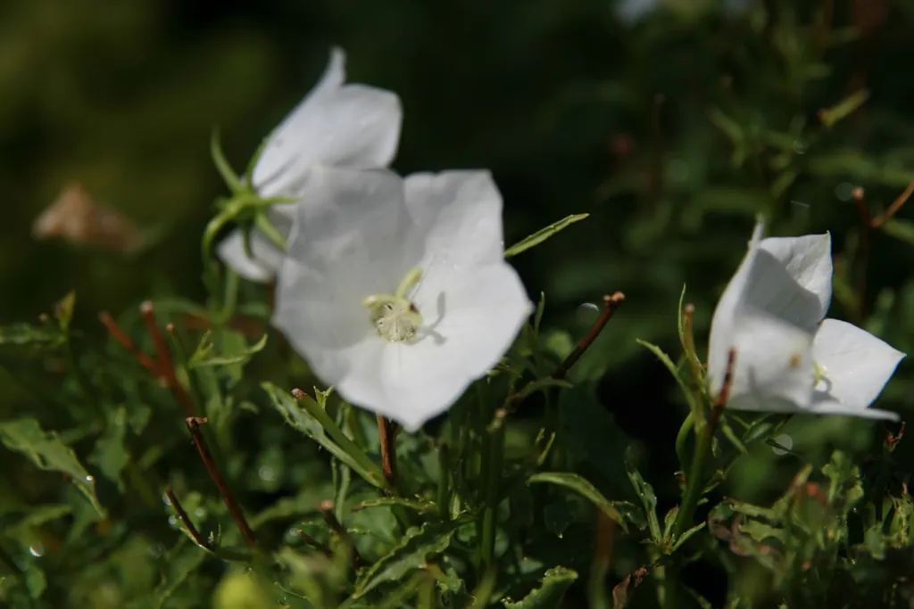 Karpaten-Glockenblume 'Weiße Clips' (Campanula carpatica 'White Clips') – im Garten, Pflanzenfoto