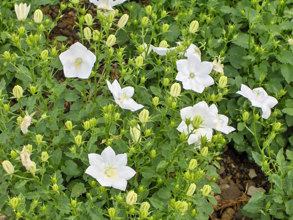 Karpaten-Glockenblume 'Weiße Clips' (Campanula carpatica 'White Clips') – typisches
