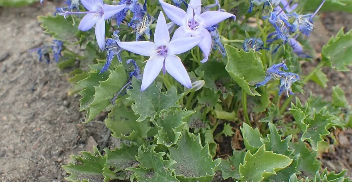Campanula garganica – Pflanzenfoto