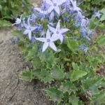Campanula garganica – (Campanula garganica) – Pflanzenfoto