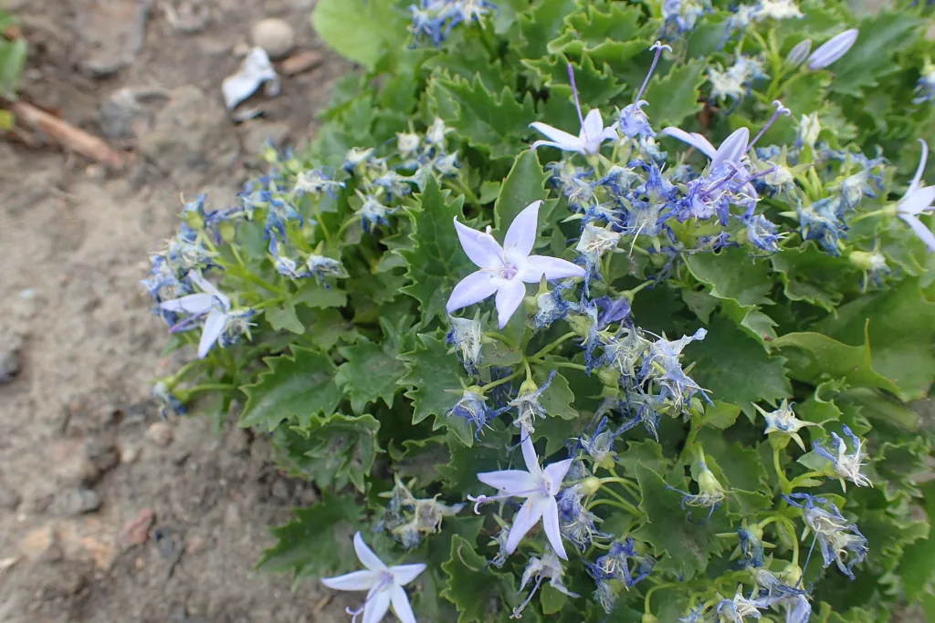 Campanula garganica – (Campanula garganica) – im Garten, Pflanzenfoto