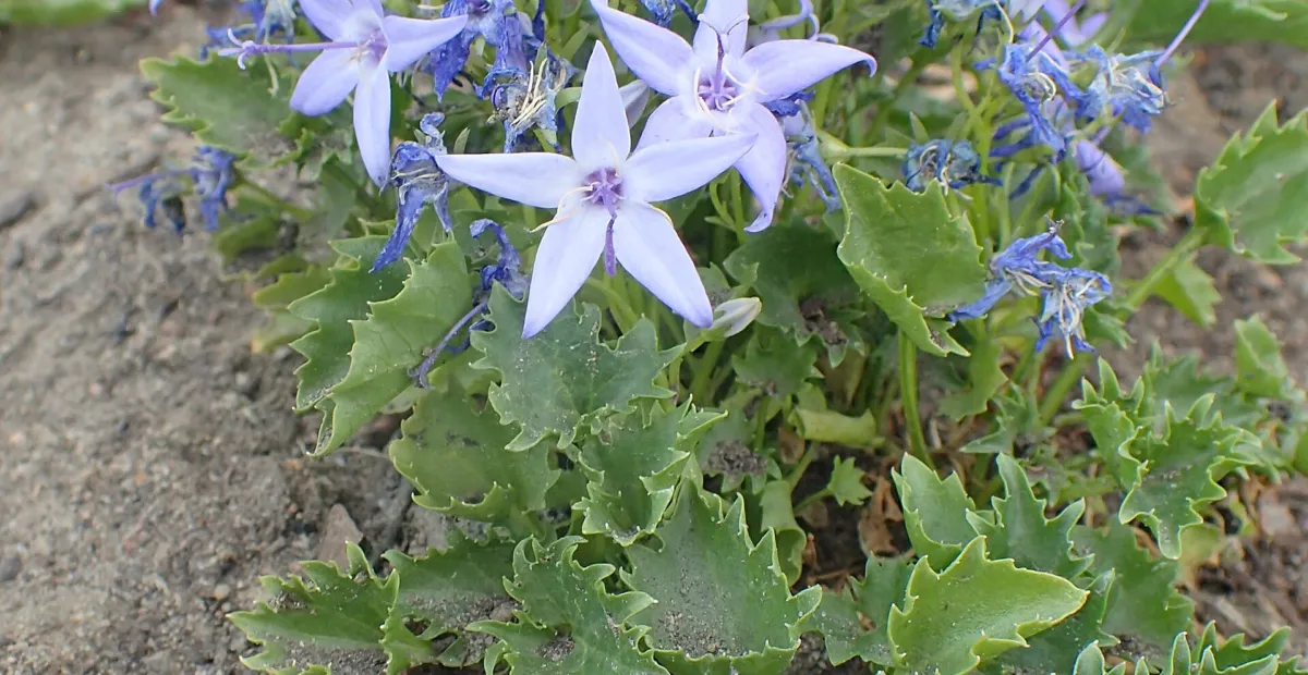 Campanula garganica – plant photo