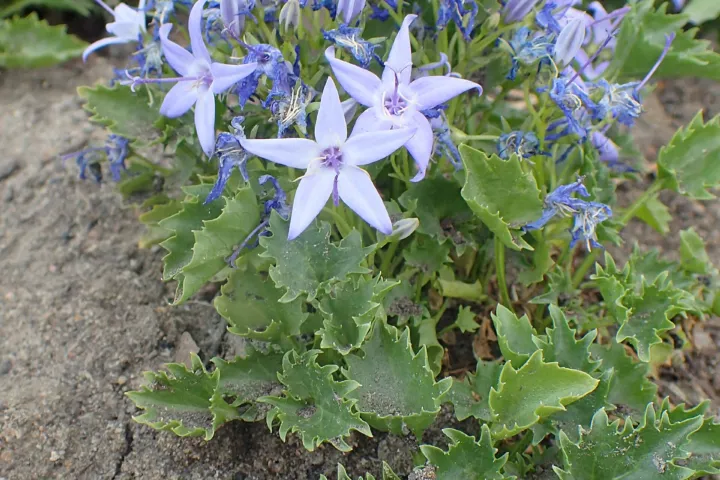 Campanula garganica