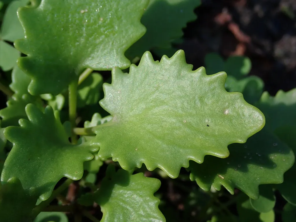 Campanula garganica – (Campanula garganica) – im Garten, Pflanzenfoto