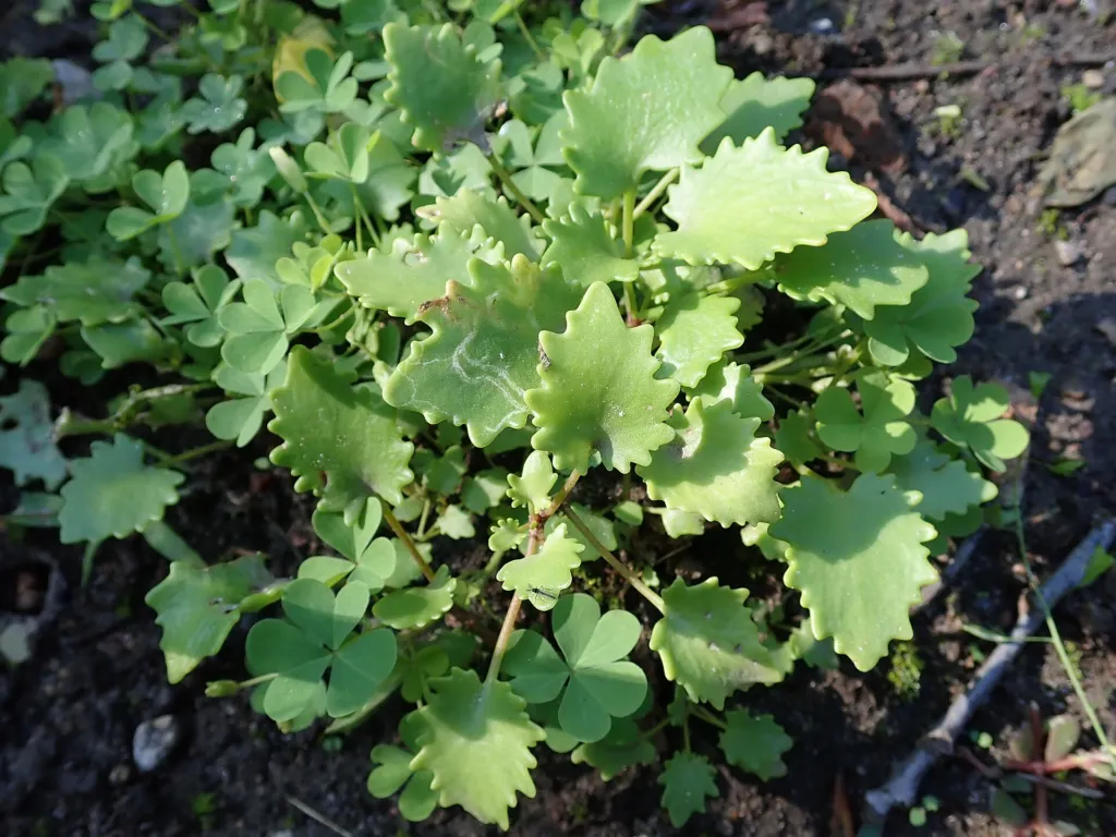 Campanula garganica – (Campanula garganica) – im Garten, Pflanzenfoto