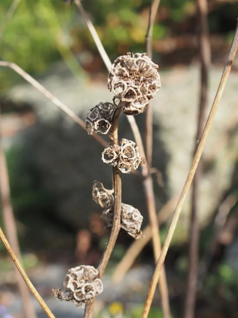 Knäuel-Glockenblume (Campanula glomerata) – Früchte in Nahaufnahme, Pflanzenfoto