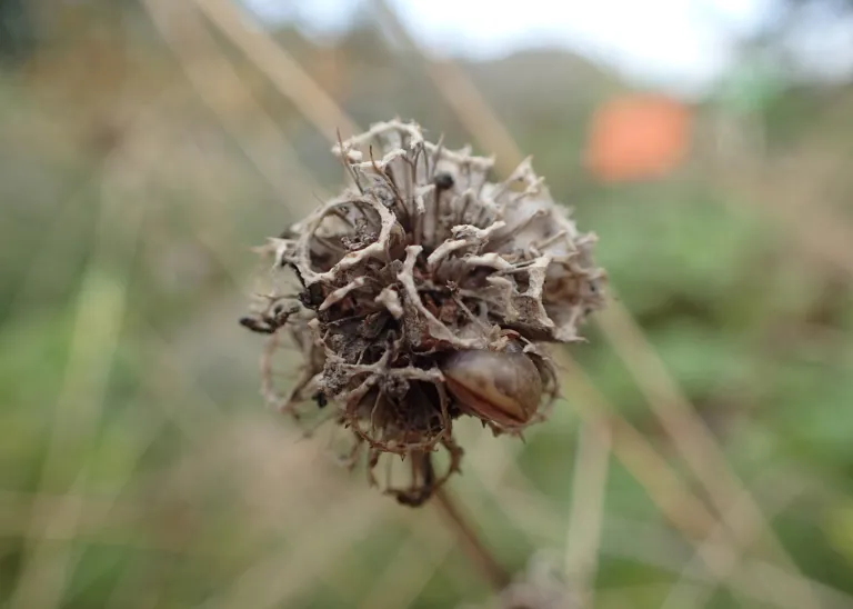Campanula glomerata