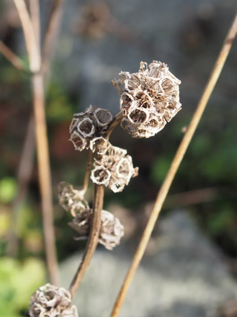 Knäuel-Glockenblume (Campanula glomerata) – Früchte in Nahaufnahme, Pflanzenfoto