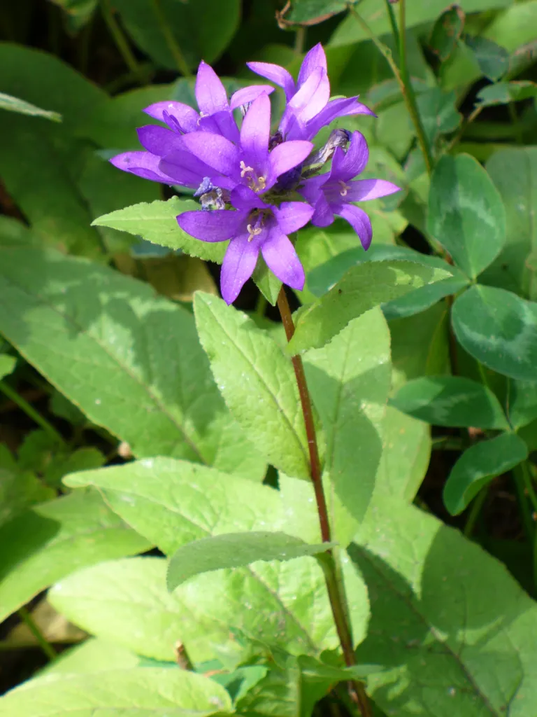 Knäuel-Glockenblume (Campanula glomerata) – typisches Erscheinungsbild, Pflanzenfoto