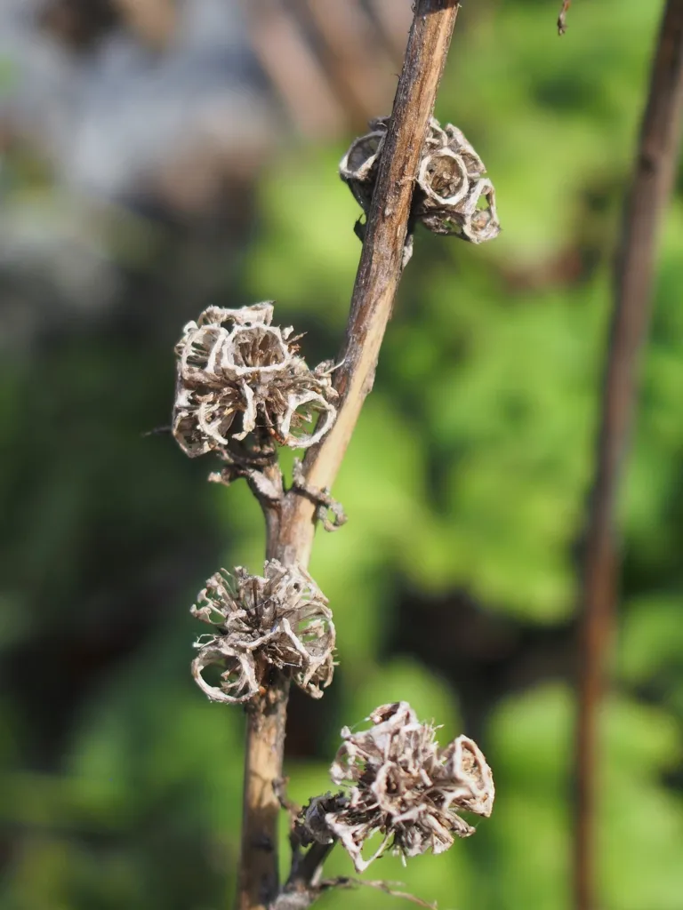 Dane's Blood (Campanula glomerata) – fruit in close-up, plant photo
