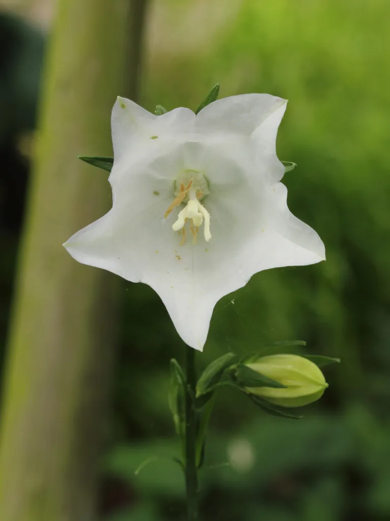 Riesen-Glockenblume (Campanula lactiflora) – typisches Erscheinungsbild, Pflanzenfoto
