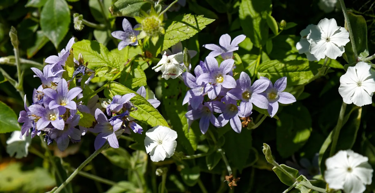 Milky Bellflower (Campanula lactiflora) – plant photo