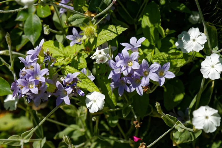 Campanula lactiflora