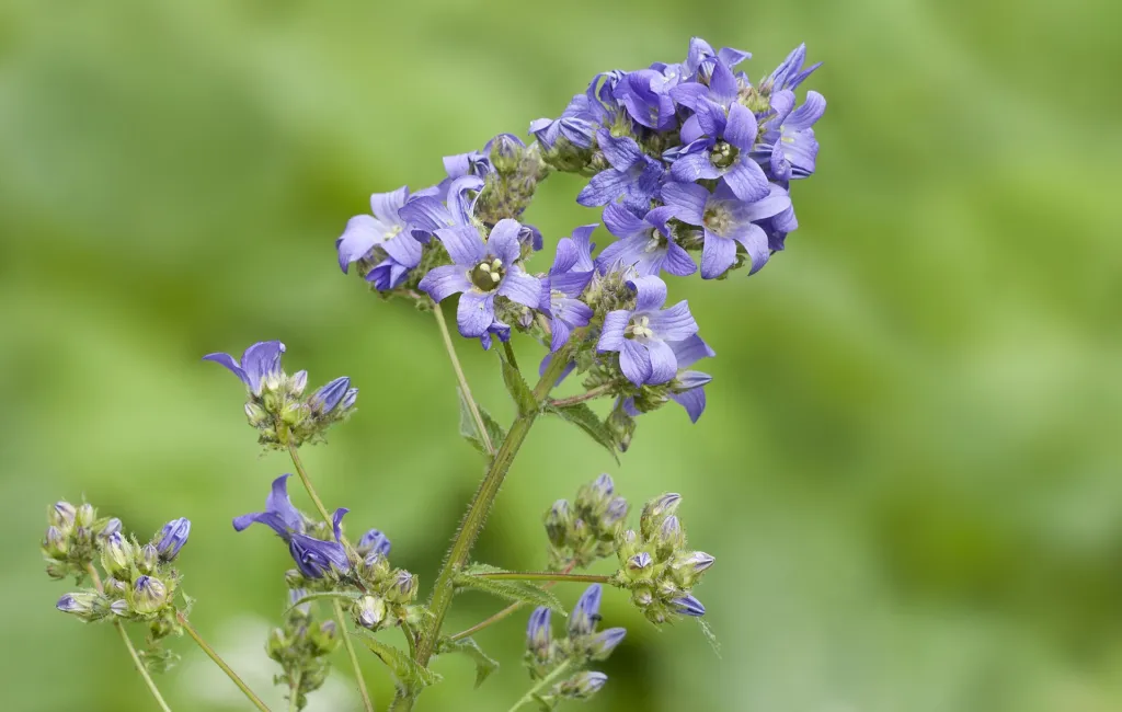 Riesen-Glockenblume (Campanula lactiflora) – Blüten in Nahaufnahme, Pflanzenfoto