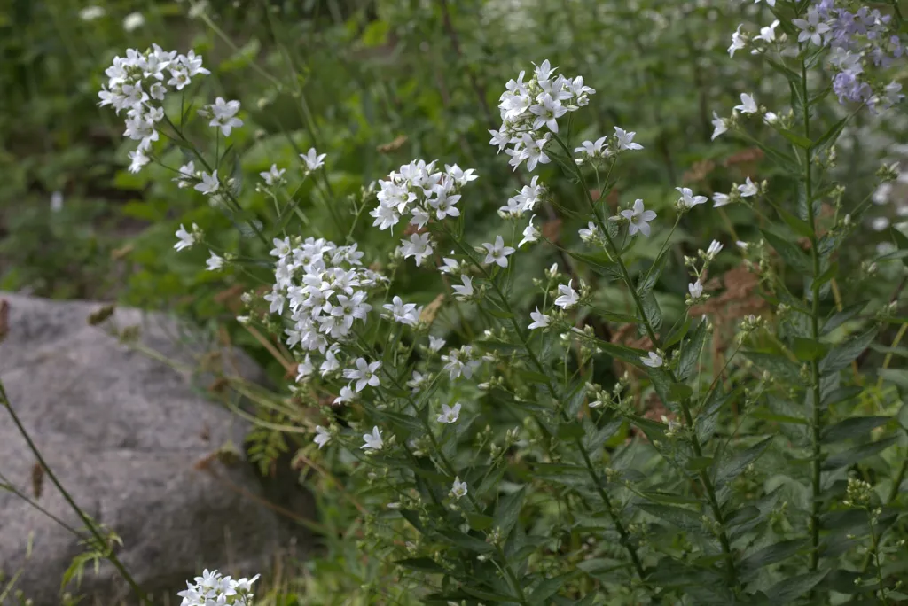 Riesen-Glockenblume (Campanula lactiflora) – im Garten, Pflanzenfoto