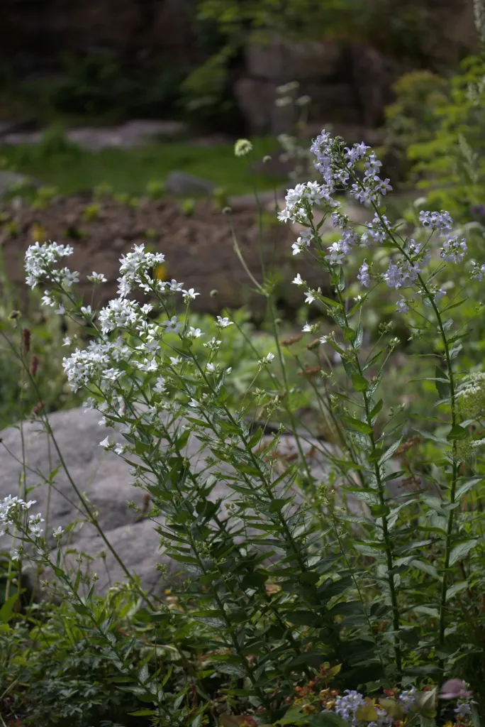 Riesen-Glockenblume (Campanula lactiflora) – im Garten, Pflanzenfoto