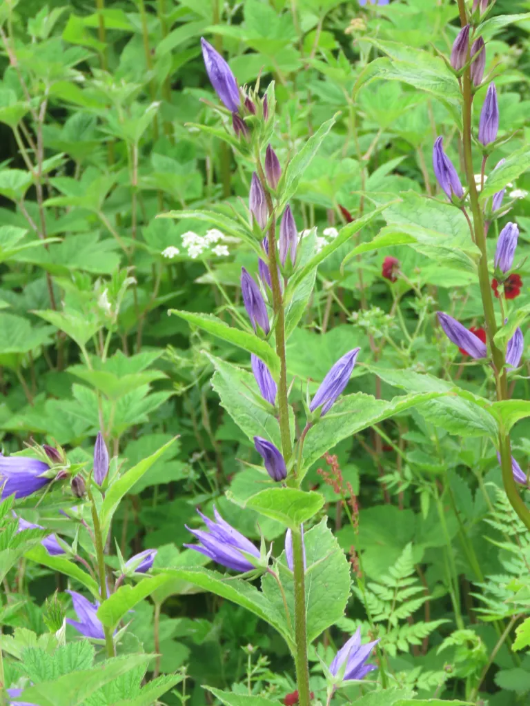 zvonček širokolistý (Campanula latifolia) – kvety zblízka, fotografia rastliny