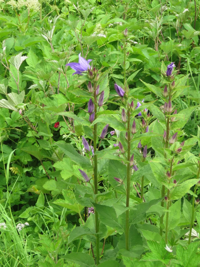 zvonček širokolistý (Campanula latifolia) – kvety zblízka, fotografia rastliny