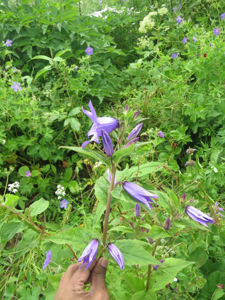 zvonček širokolistý (Campanula latifolia) – kvety zblízka, fotografia rastliny