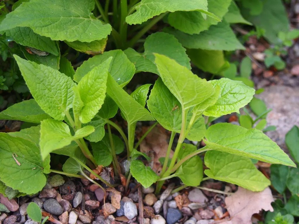 zvonček širokolistý (Campanula latifolia) – v záhrade, fotografia rastliny