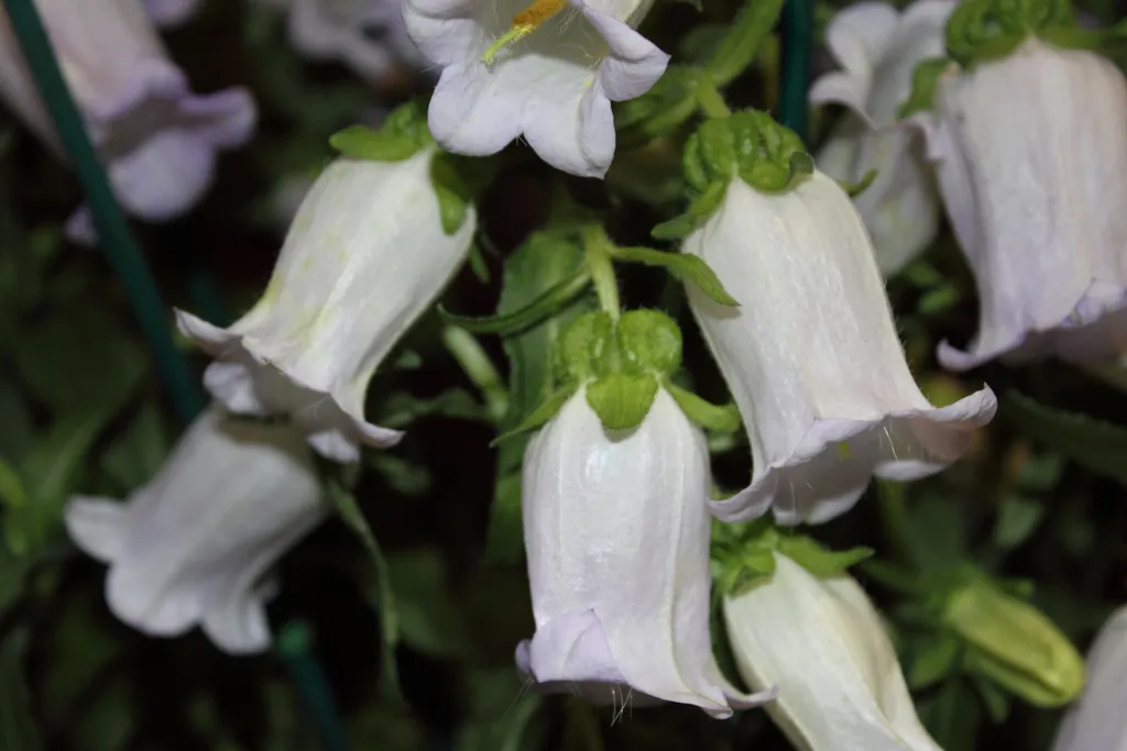 Marien-Glockenblume (Campanula 'Medium') – Blüten in Nahaufnahme, Pflanzenfoto