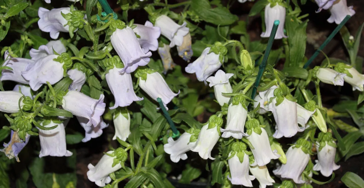 Canterbury bells (Campanula 'Medium') – plant photo