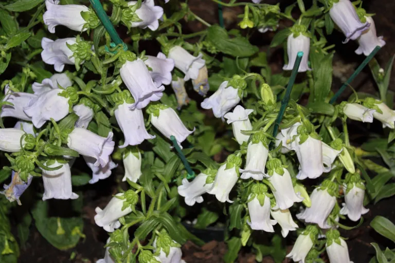 Campanula 'Medium'