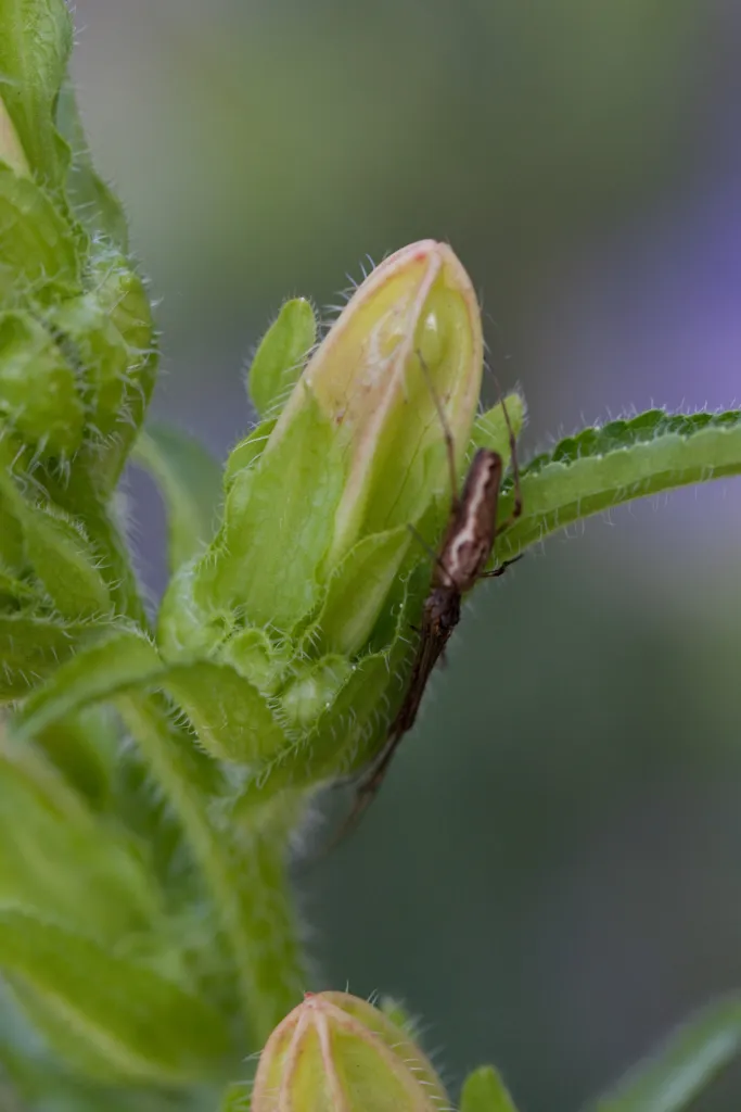 Marien-Glockenblume (Campanula 'Medium') – Blüten in Nahaufnahme, Pflanzenfoto