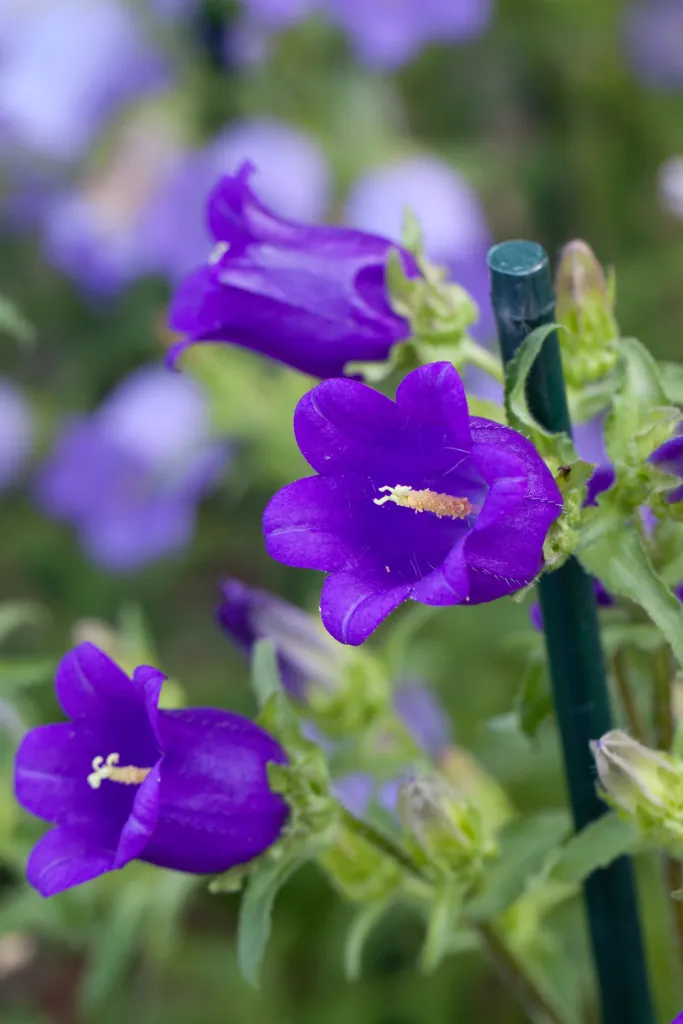 Marien-Glockenblume (Campanula 'Medium') – Blüten in Nahaufnahme, Pflanzenfoto