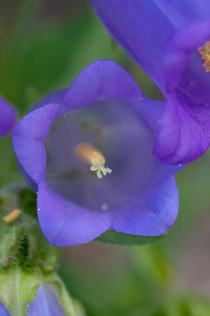 Marien-Glockenblume (Campanula 'Medium') – Blüten in Nahaufnahme, Pflanzenfoto