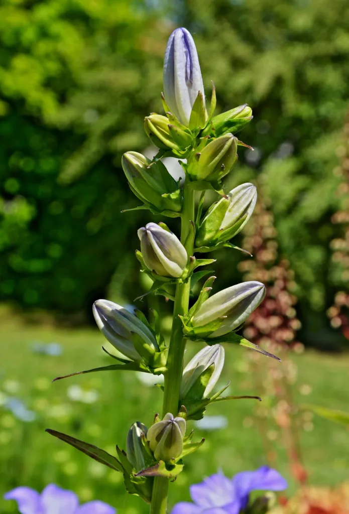 Pfirsichblättrige Glockenblume (Campanula persicifolia) – im Garten, Pflanzenfoto