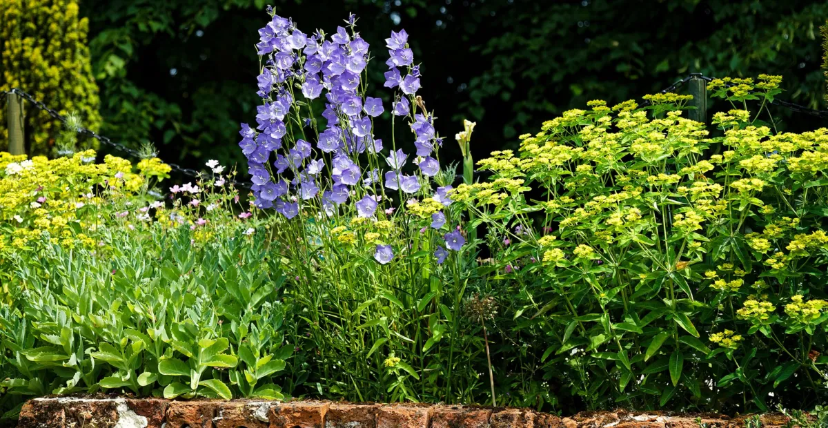 Peach-leaved Bellflower (Campanula persicifolia) – plant photo
