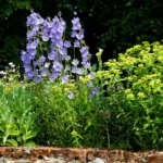 Peach-leaved Bellflower (Campanula persicifolia) – plant photo