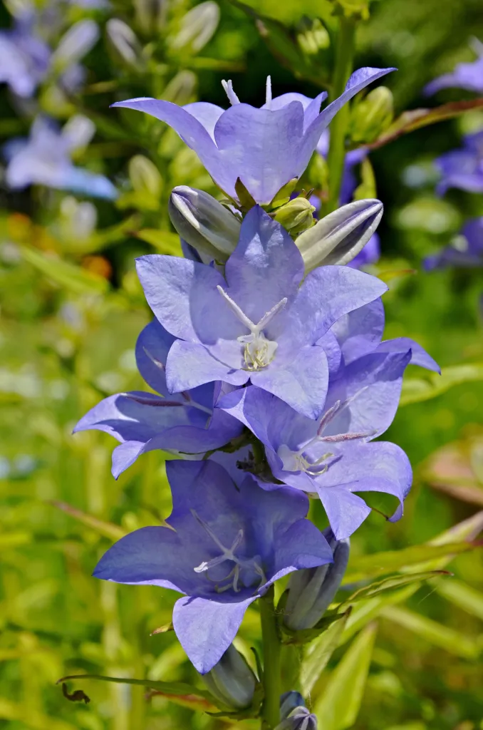 Pfirsichblättrige Glockenblume (Campanula persicifolia) – Blüten in Nahaufnahme, Pflanzenfoto