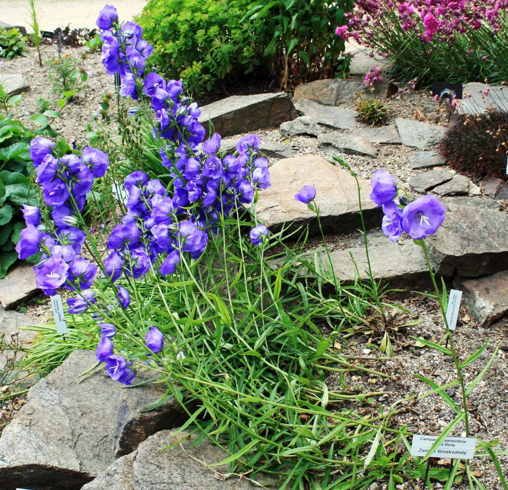 Pfirsichblättrige Glockenblume (Campanula persicifolia) – im Garten, Pflanzenfoto