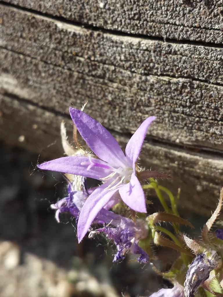 zvonček Poscharského (Campanula poscharskyana) – kvety zblízka, fotografia rastliny