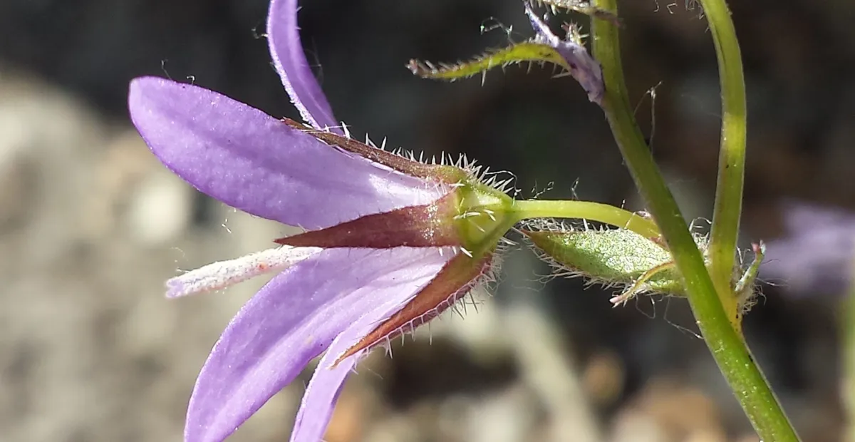 Campanula poscharskyana – plant photo
