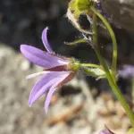 Campanula poscharskyana care guide (Campanula poscharskyana) – plant photo