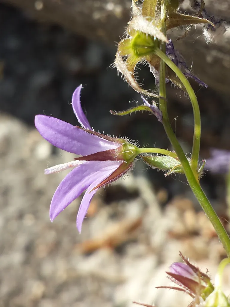 Campanula poscharskyana