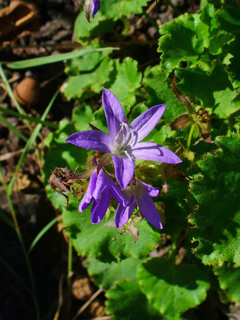 zvonček Poscharského (Campanula poscharskyana) – kvety zblízka, fotografia rastliny
