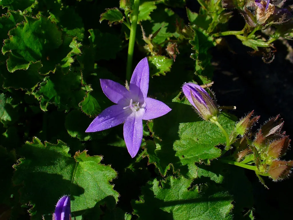 zvonček Poscharského (Campanula poscharskyana) – kvety zblízka, fotografia rastliny