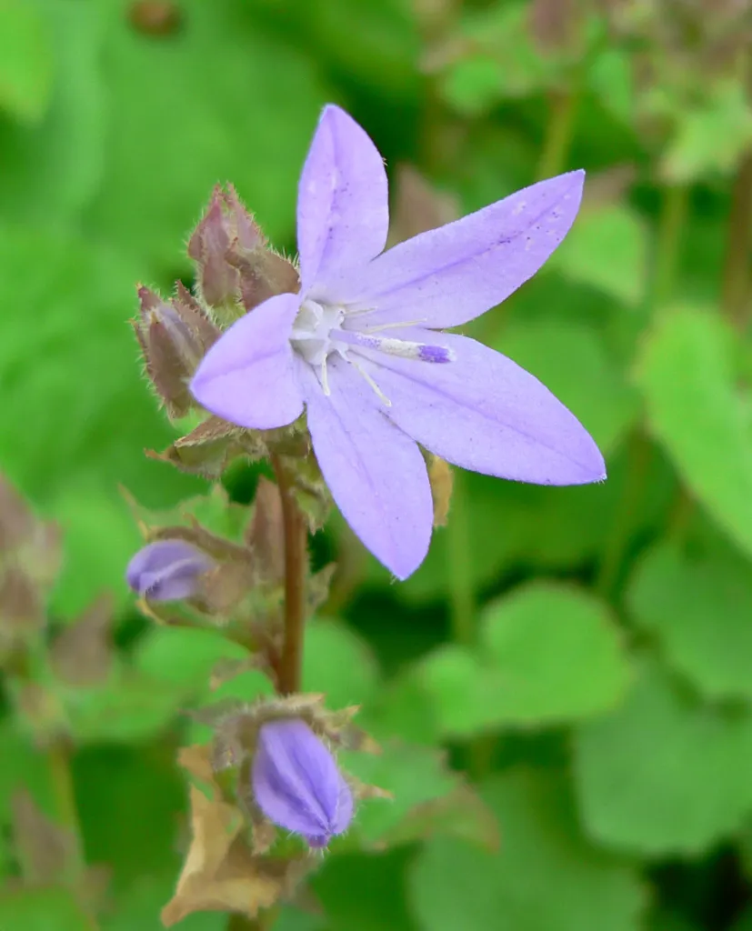 zvonček Poscharského (Campanula poscharskyana) – v záhrade, fotografia rastliny