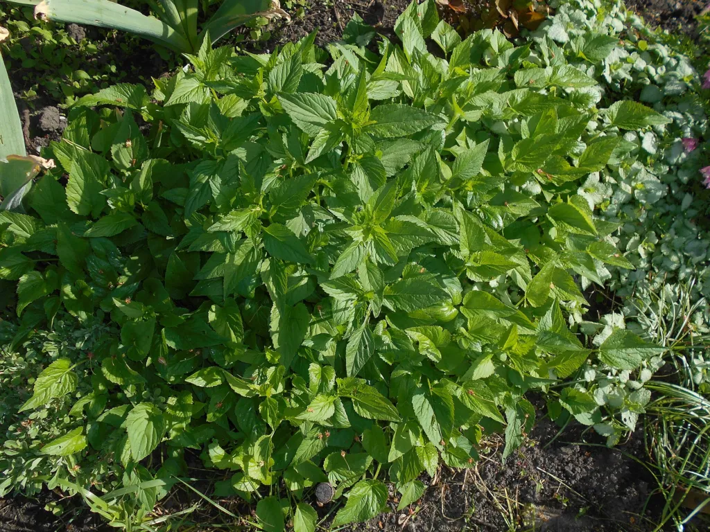 punktierte Glockenblume (Campanula punctata) – im Garten, Pflanzenfoto