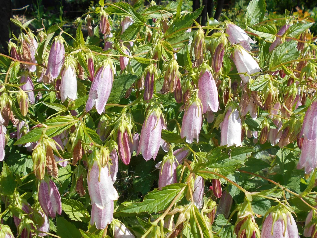 punktierte Glockenblume (Campanula punctata) – im Garten, Pflanzenfoto